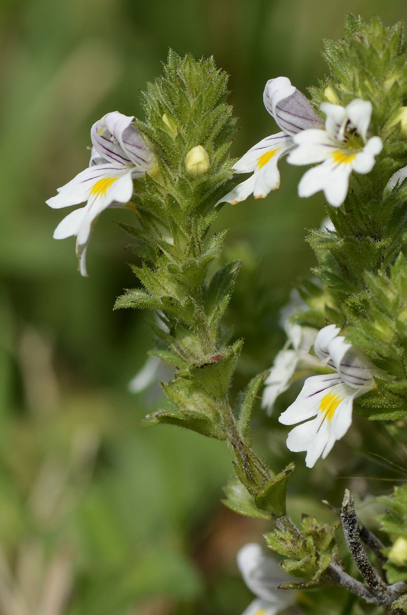 Cespuglietto di  Euphrasia  da id.